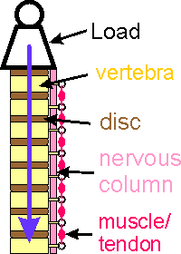 The vertical spine